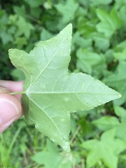 Diaspidiotus liquidambaris