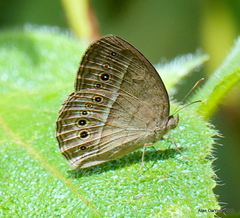 Mycalesis janardana