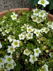 Saxifraga