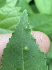 Diaspidiotus liquidambaris