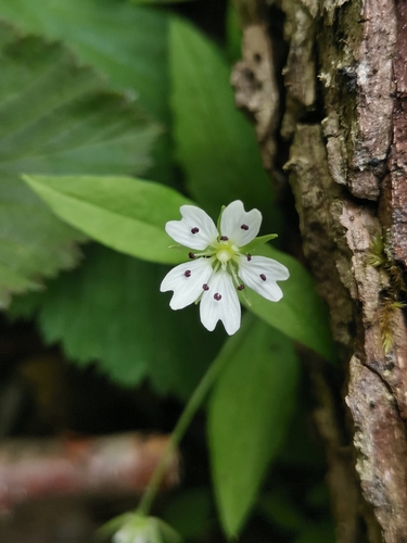 Image of Pseudostellaria europaea by (c) Ljaž, some rights reserved (CC BY)