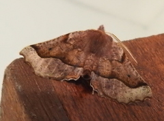 Drepanogynis determinata