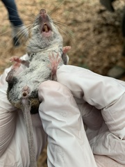 Peromyscus gossypinus