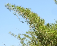 Guadua paniculata