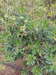 Pittosporum tobira