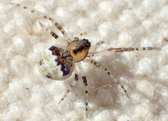 Wamba crispulus