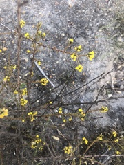 Marasmodes dummeri