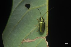 Pseudotheopea smaragdina