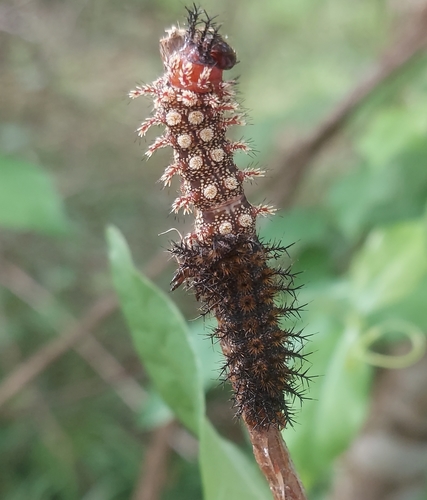Gulf Coast Buck Moth