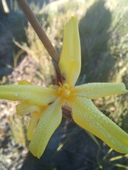Bobartia macrospatha