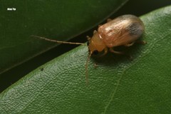 Sinoluperus subcostatus