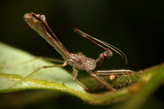 Nagusta