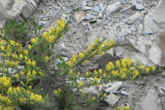 Chamaecytisus ruthenicus