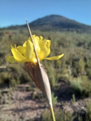 Bobartia macrospatha