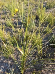 Bobartia macrospatha