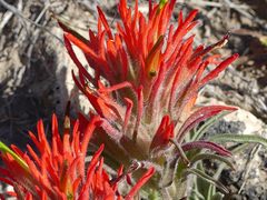 Castilleja scabrida scabrida