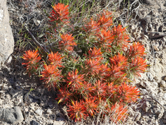 Castilleja scabrida scabrida