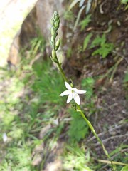 Trihesperus glaucus