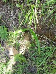 Trihesperus glaucus