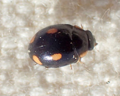 Hyperaspis quadrioculata