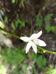 Trihesperus glaucus
