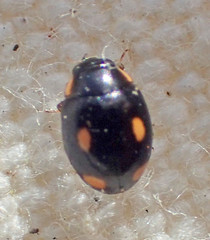 Hyperaspis quadrioculata