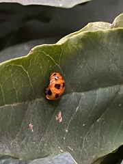 Harmonia dimidiata