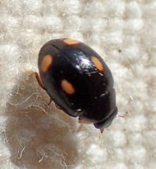 Hyperaspis quadrioculata