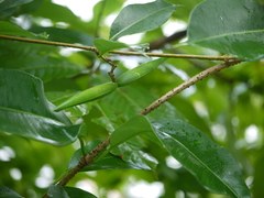 Cryptolepis buchananii