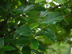 Cryptolepis buchananii
