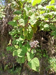 Aristeguietia lamiifolia