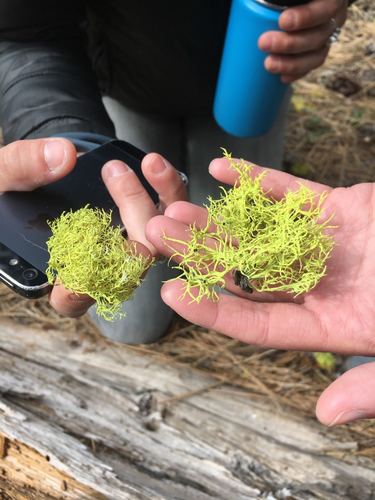 iNaturalist observation photo of wolf lichen