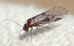 Elipsocus hyalinus