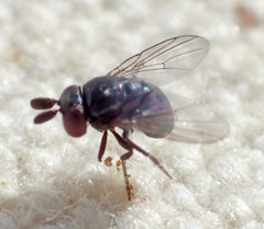 Cryptochetum iceryae