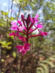 Epidendrum jamiesonis