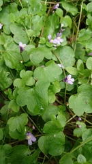 Cymbalaria muralis