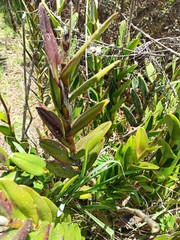 Epidendrum jamiesonis
