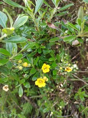 Columellia oblonga
