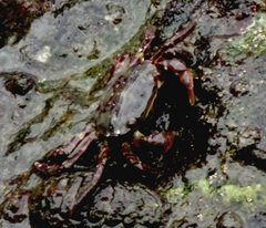 Hemigrapsus sanguineus