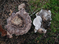 Phellodon violascens