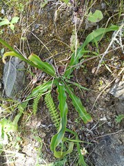 Trihesperus glaucus
