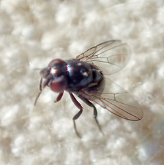 Cryptochetum iceryae