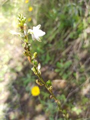 Trihesperus glaucus