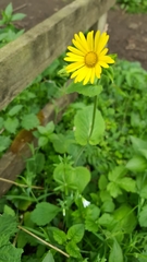 Doronicum pardalianches