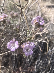 Phacelia vallis-mortae