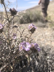 Phacelia vallis-mortae