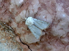 Agrotis cinerea
