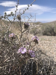 Phacelia vallis-mortae