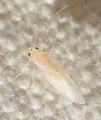 Valenzuela perplexus