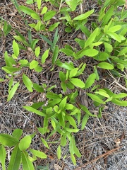 Geobalanus oblongifolius